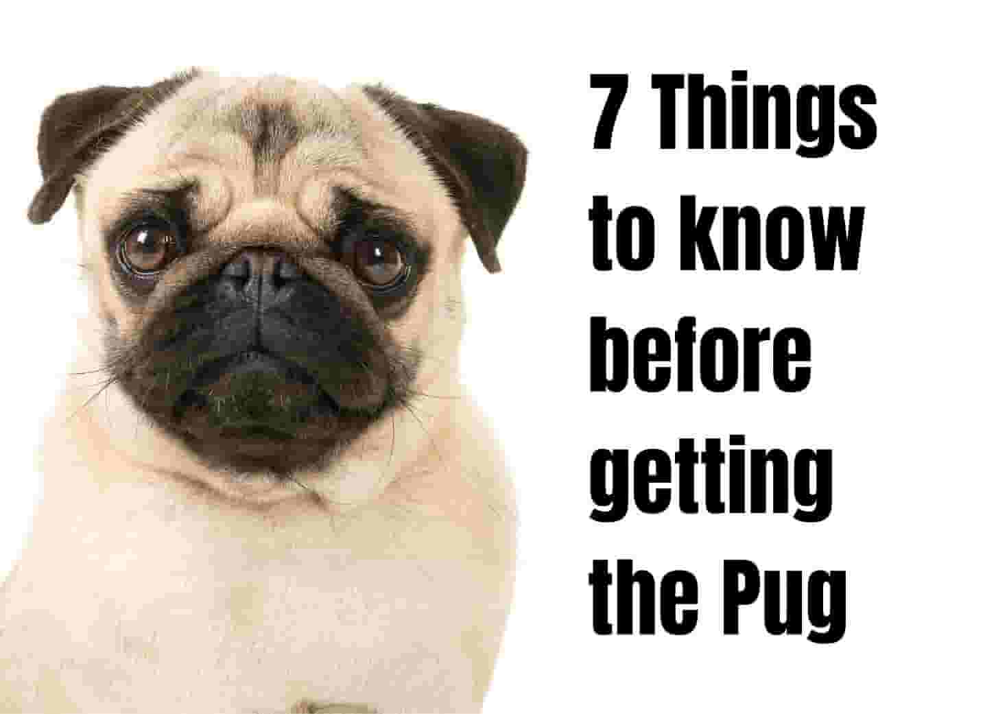 7 things to know before getting a Pug
