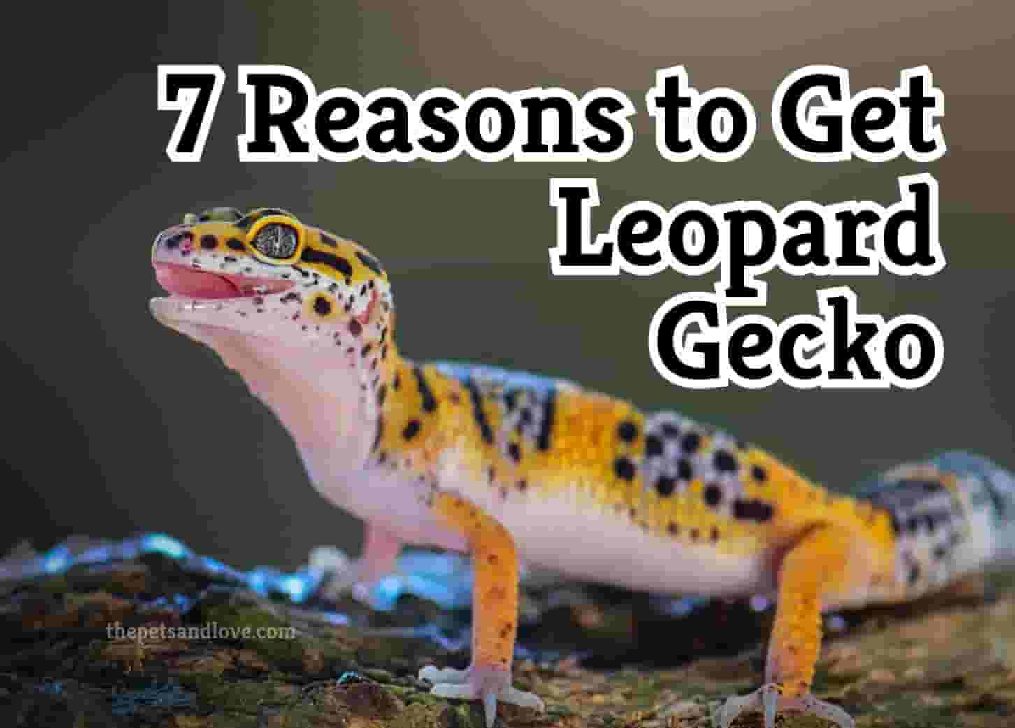 7 Reasons Leopard Geckos Are Ideal Pets