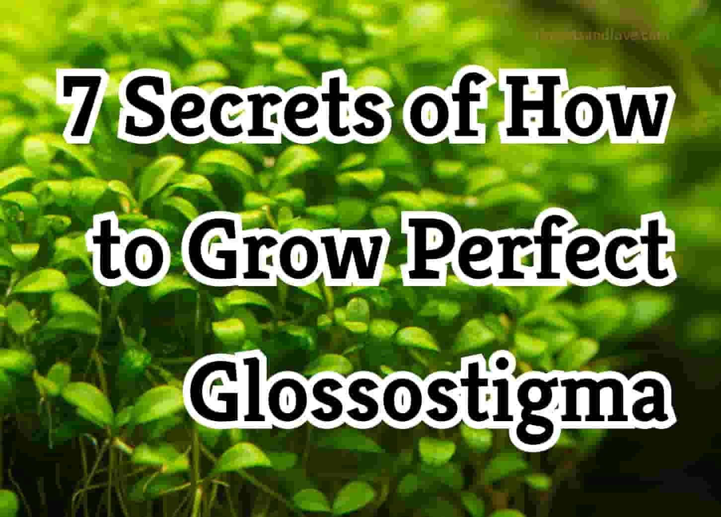5 Tips to Master Glossostigma for a Lush Aquarium Carpet