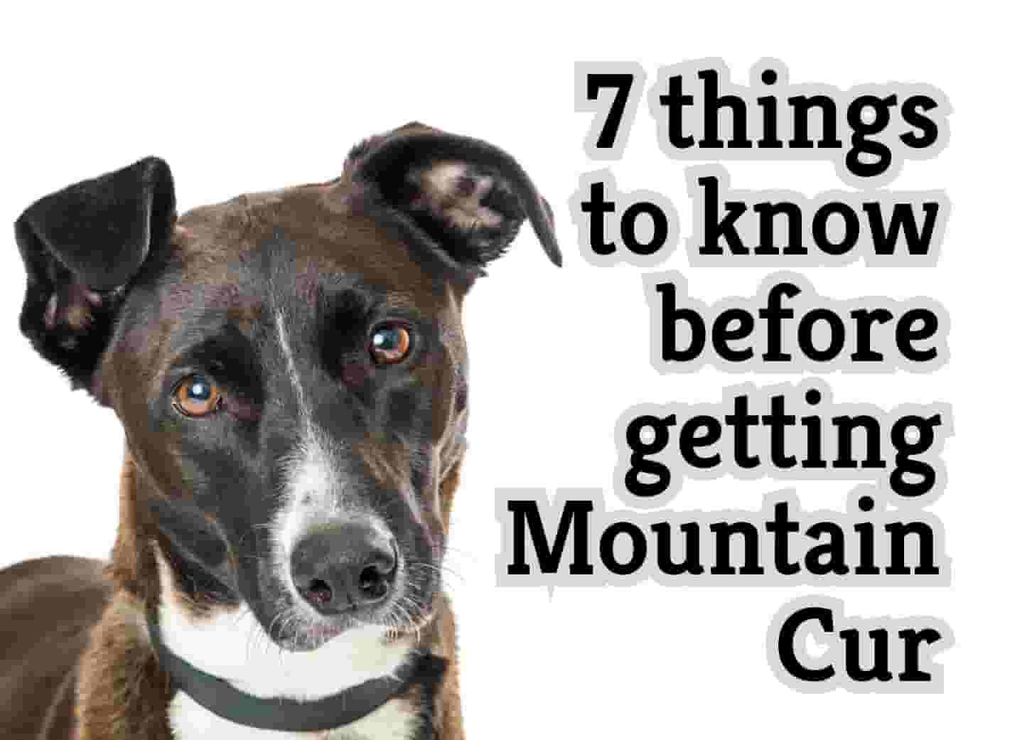 7 things to know before getting a Mountain Cur