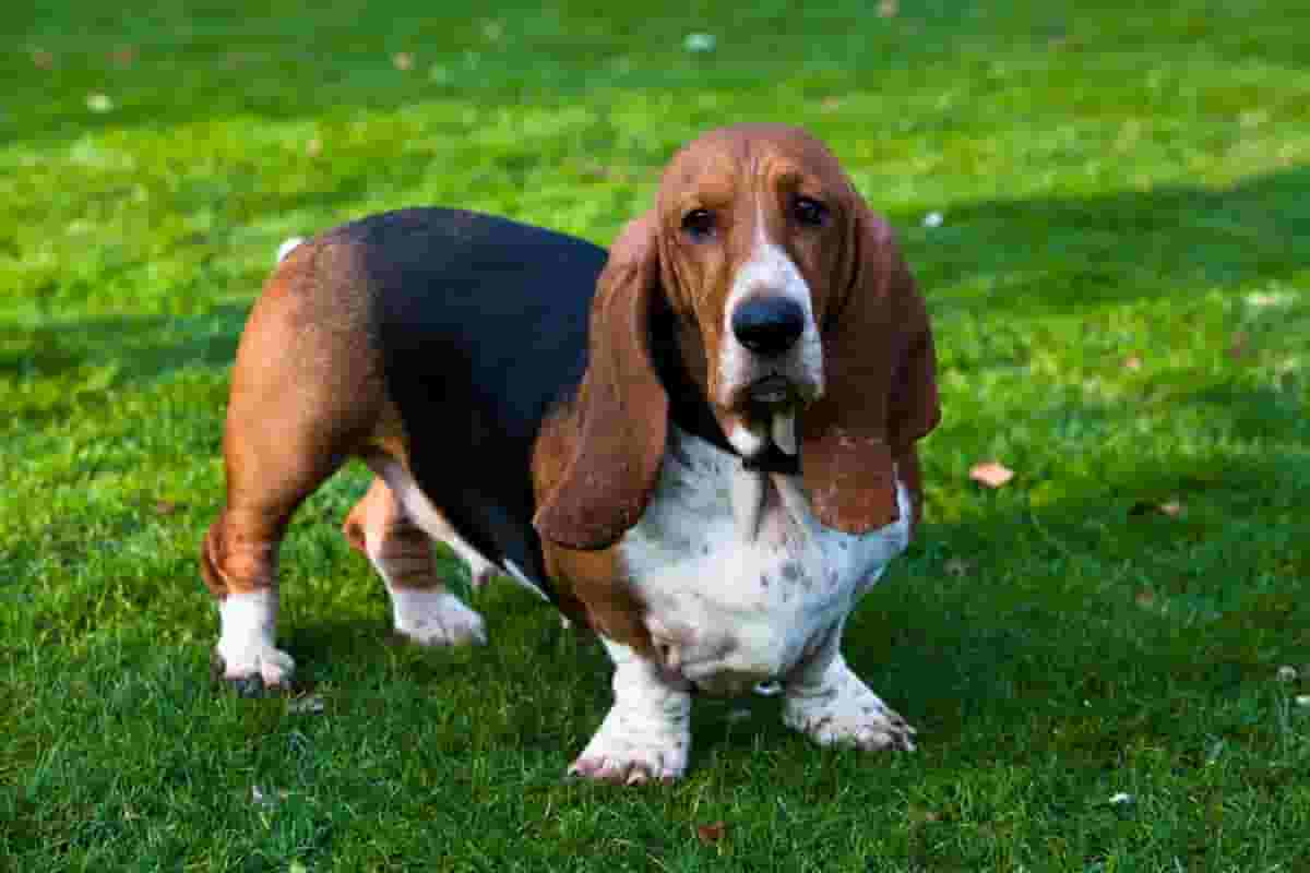 What You Should Know Before Adopting a Basset Hound Puppy