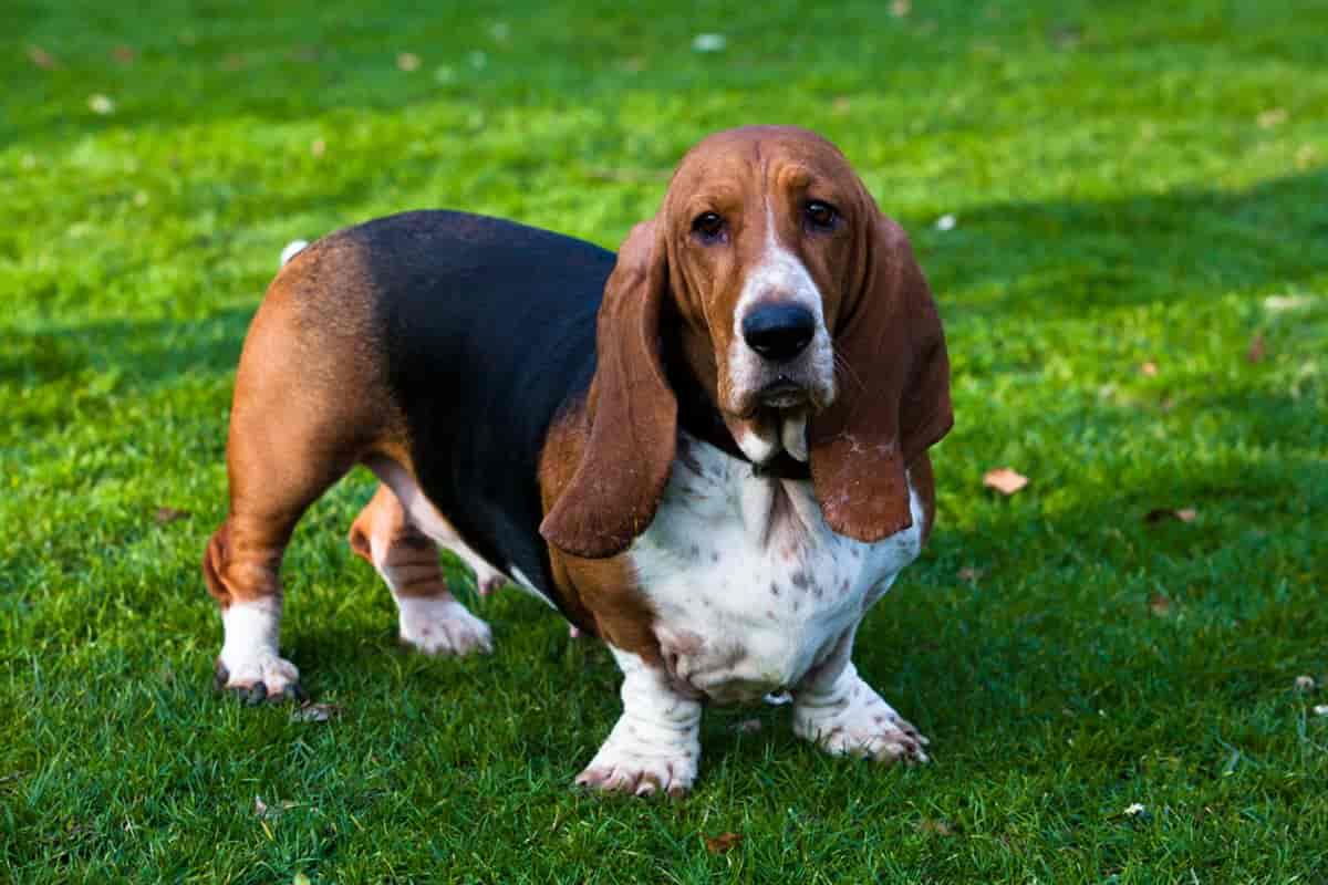 What You Should Know Before Adopting a Basset Hound Puppy