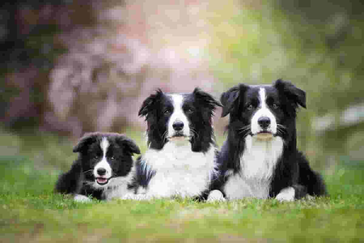 What You Should Know Before Adopting a Border Collie Puppy