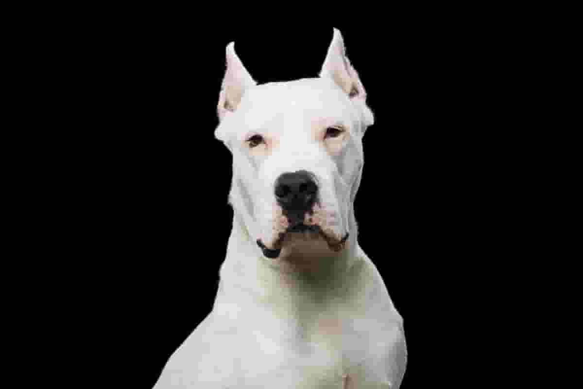 What You Should Know Before Adopting a Dogo Argentino Puppy