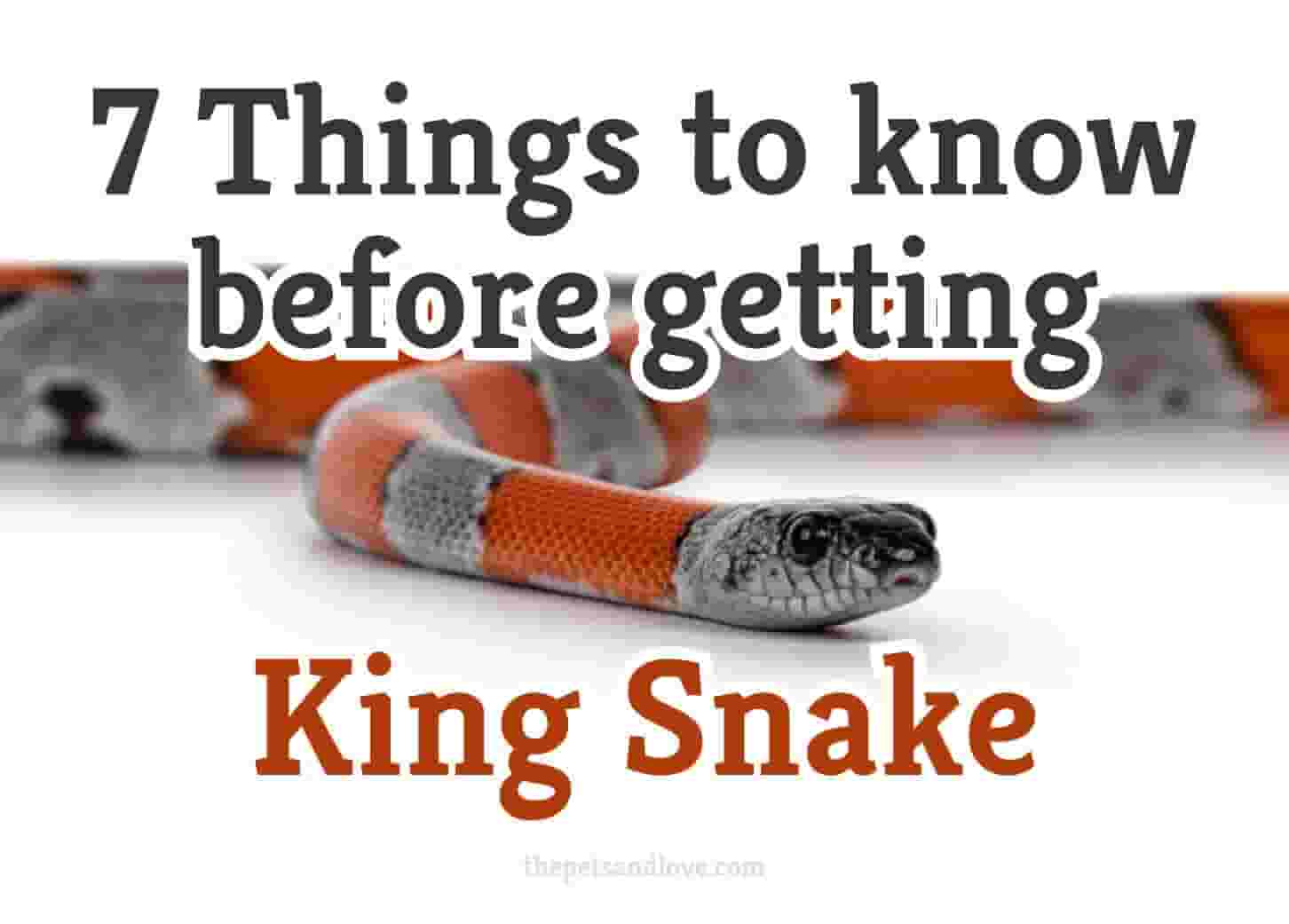7 Things to Know Before Getting a Kingsnake