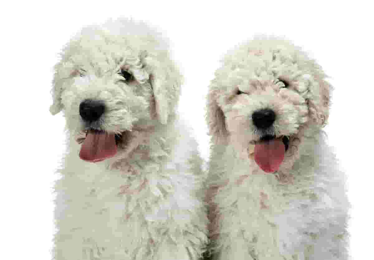What You Should Know Before Adopting a Komondor Puppy
