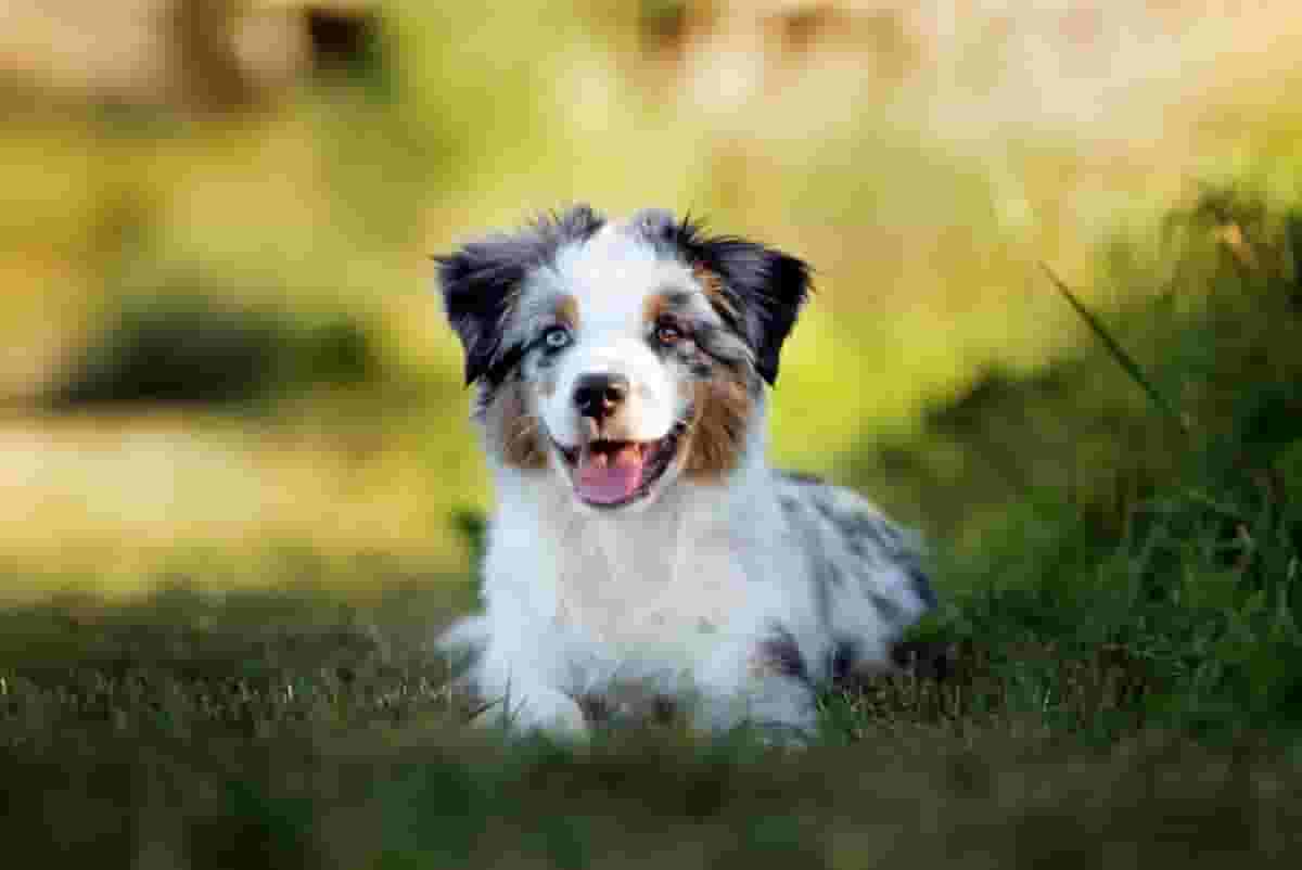 What You Should Know Before Getting a Miniature American Shepherd Puppy