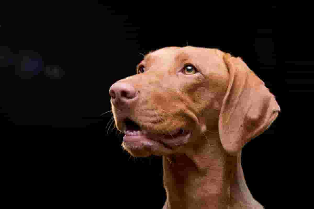 What You Should Know Before Adopting a Vizsla Dog