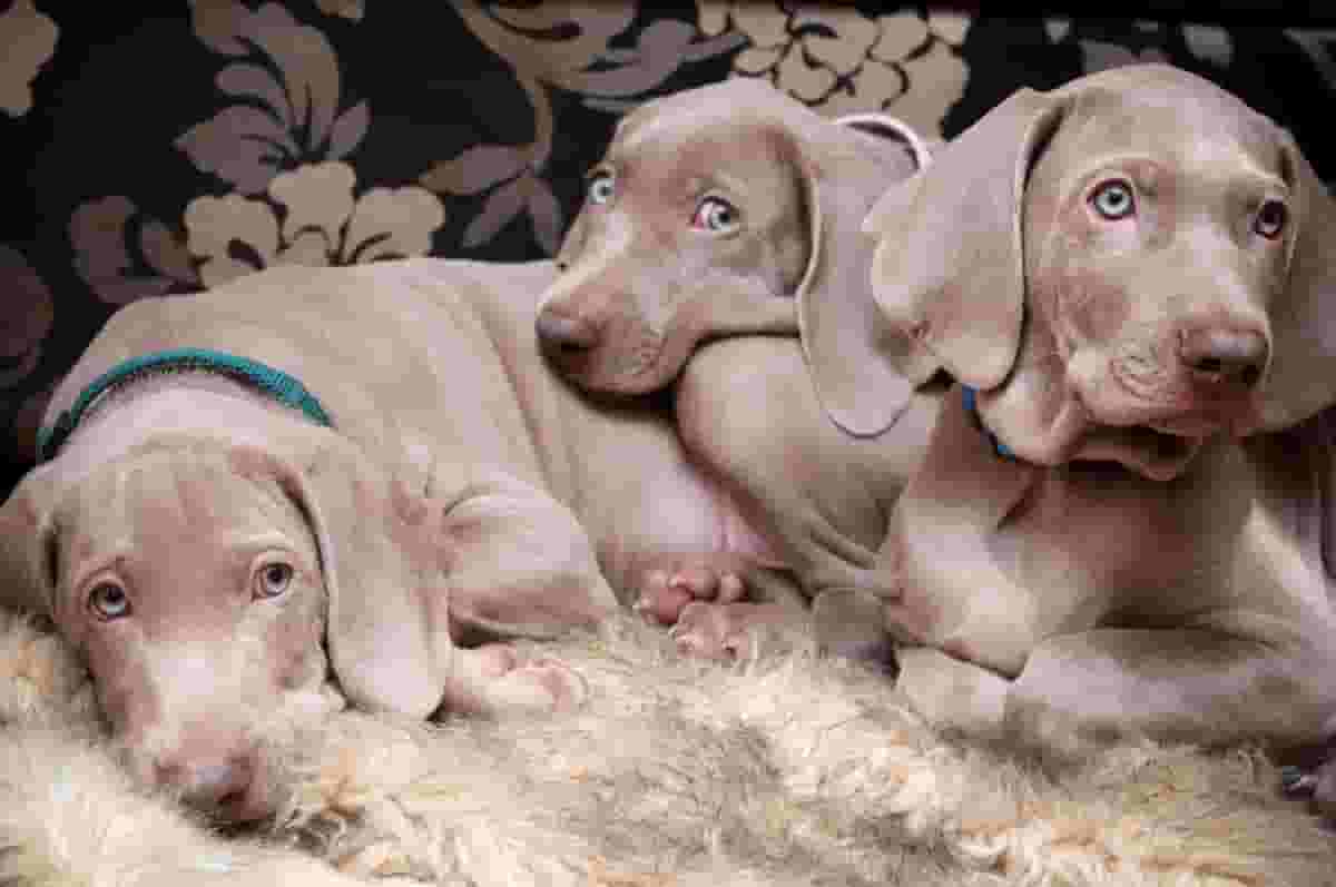 What You Should Know Before Adopting a Weimaraner Puppy