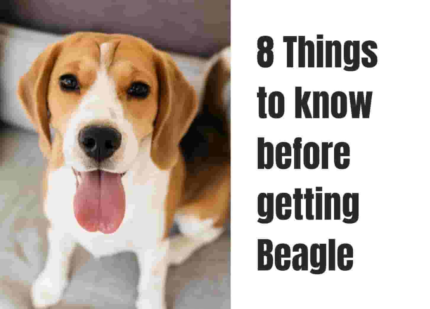 8 things to know before getting a Beagle