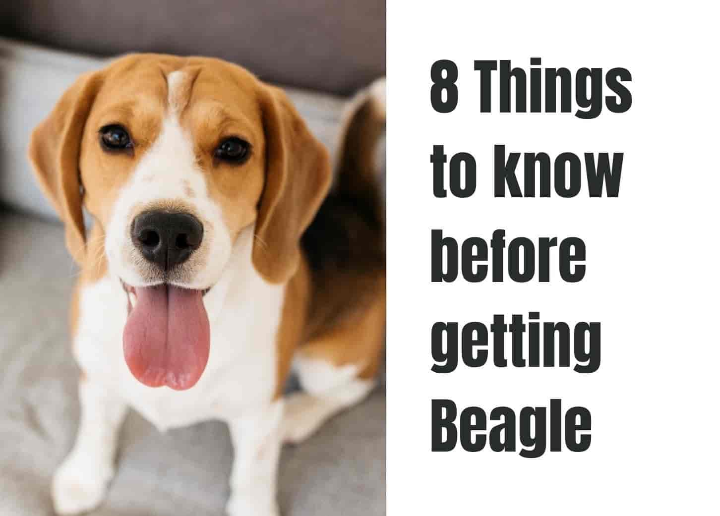 8 things to know before getting a Beagle