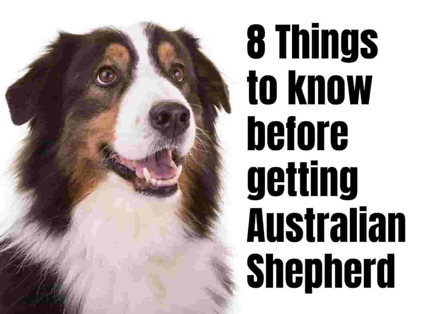 8 Must-Know Facts About Australian Shepherds
