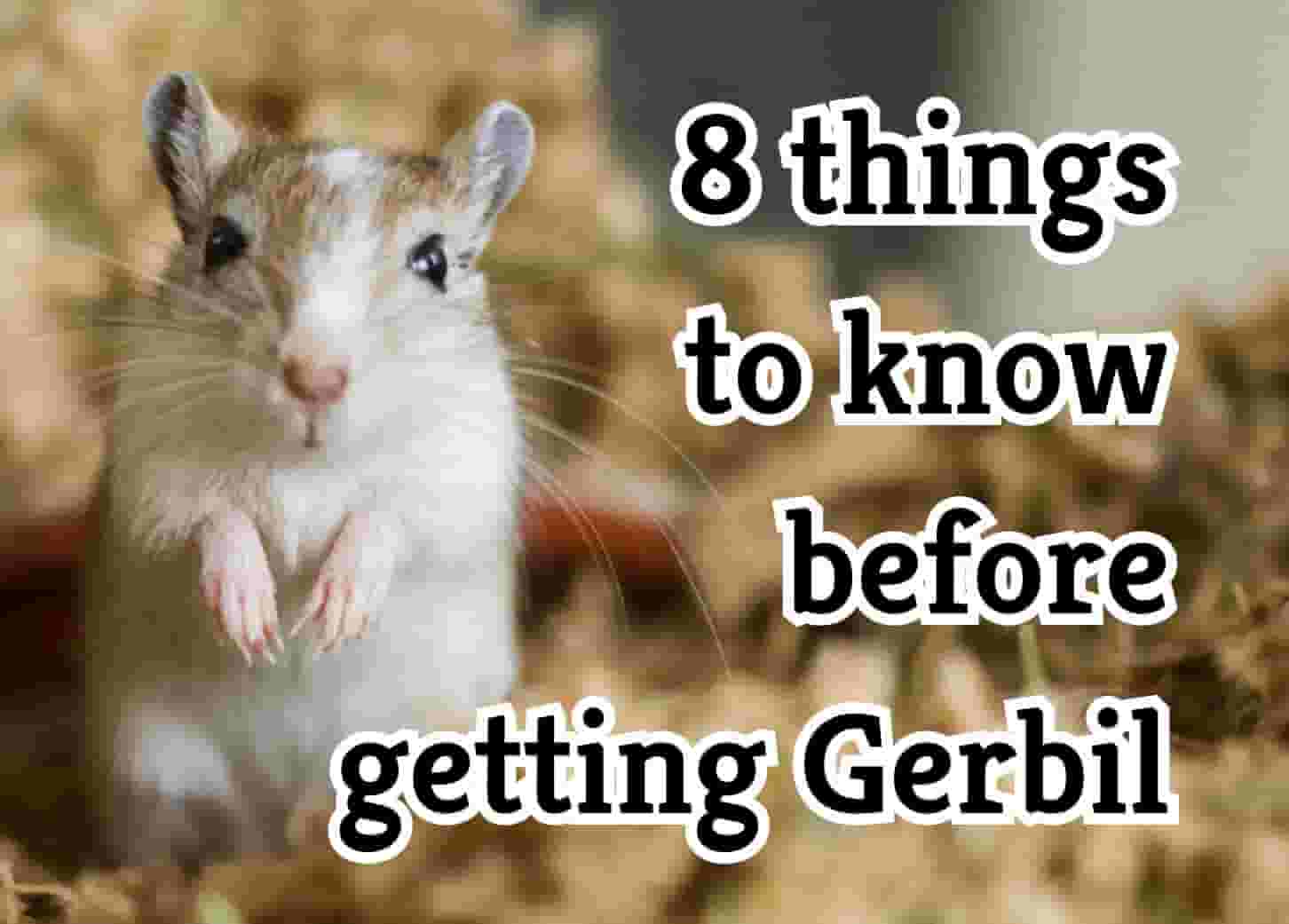 8 Things to Know Before Getting a Pet Gerbil