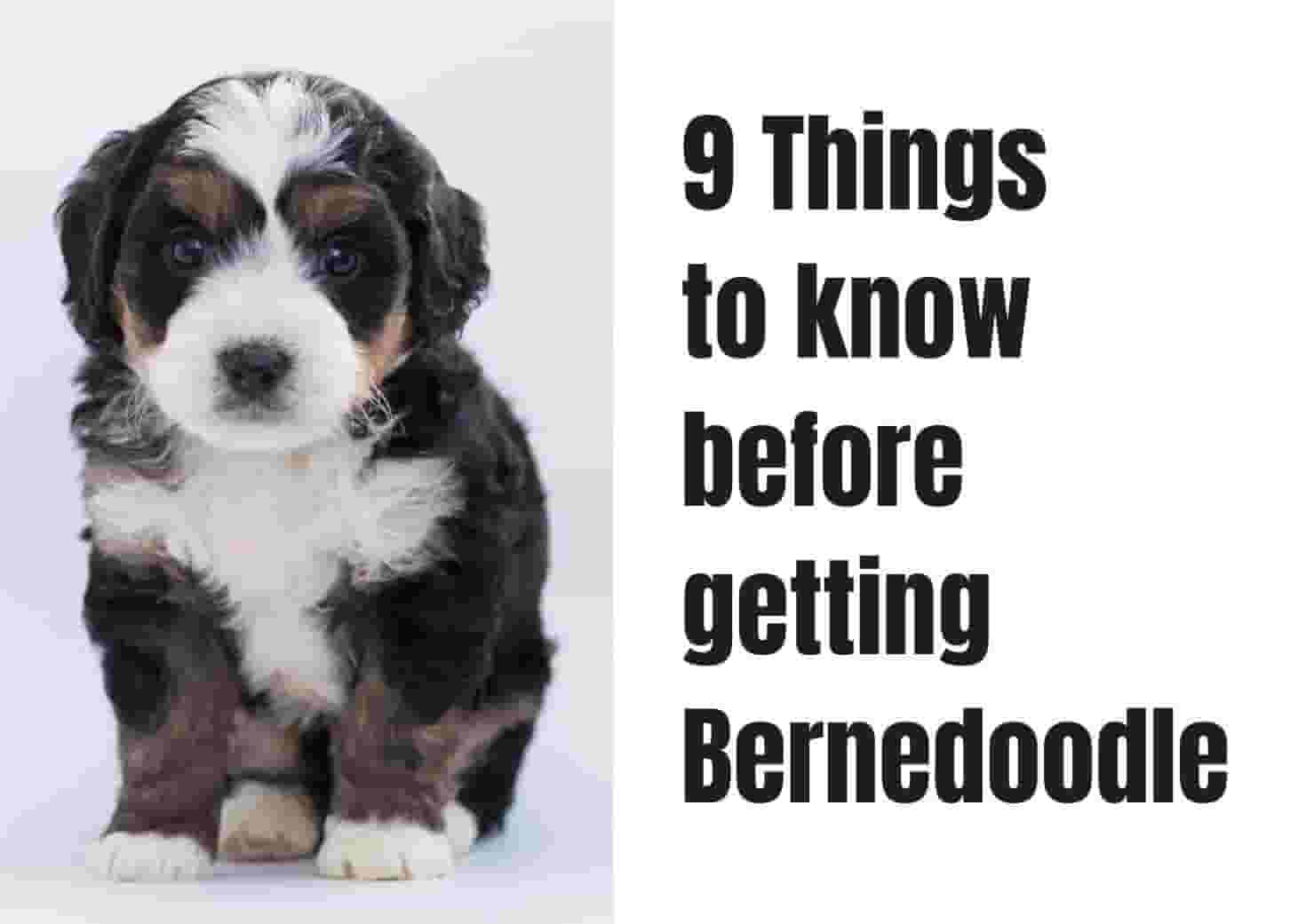 9 Things to Know Before Getting a Bernedoodle