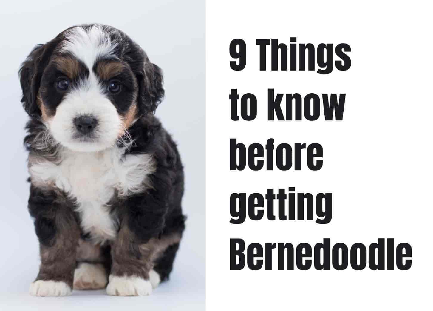 9 Things to Know Before Getting a Bernedoodle