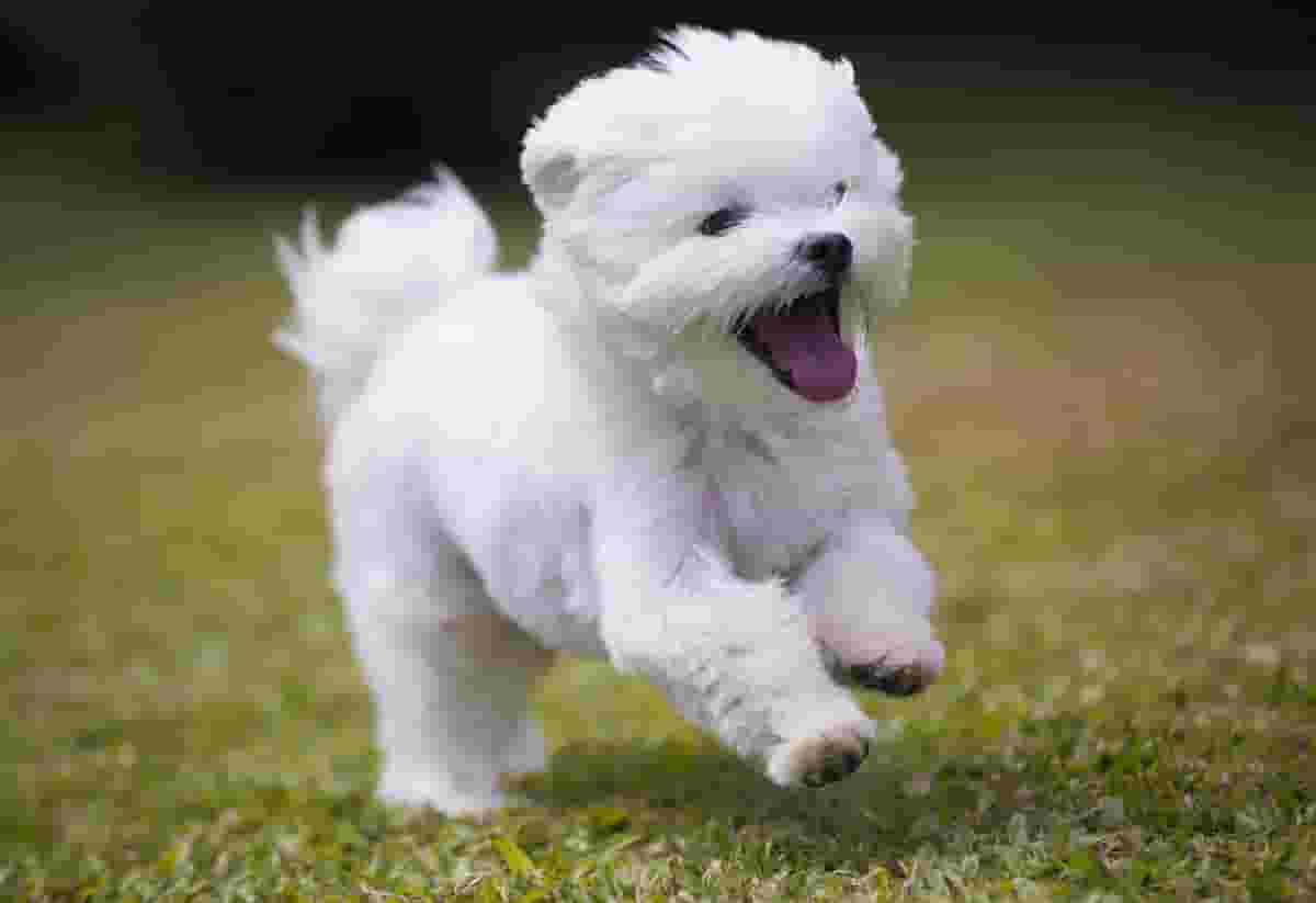 9 Things To Know Before Getting A Maltese Puppy