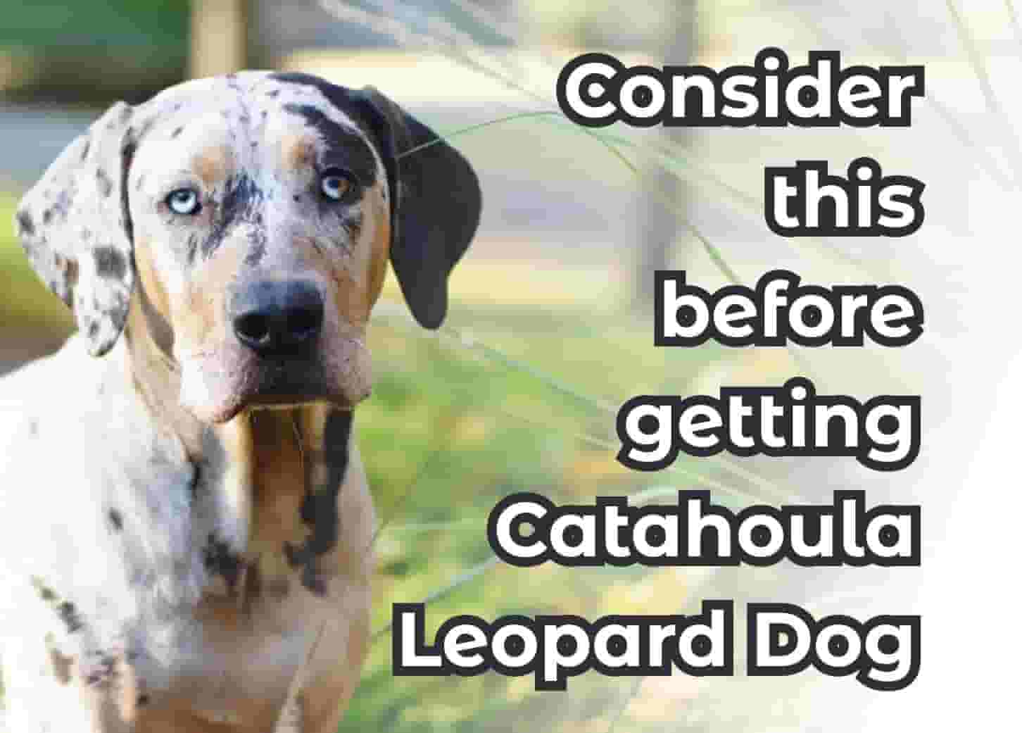 Understanding the Catahoula Leopard Dog: 9 Key Facts