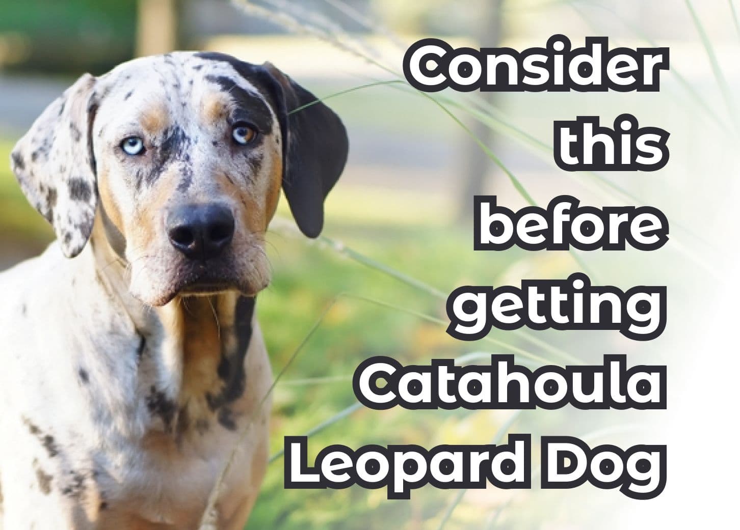 Understanding the Catahoula Leopard Dog: 9 Key Facts