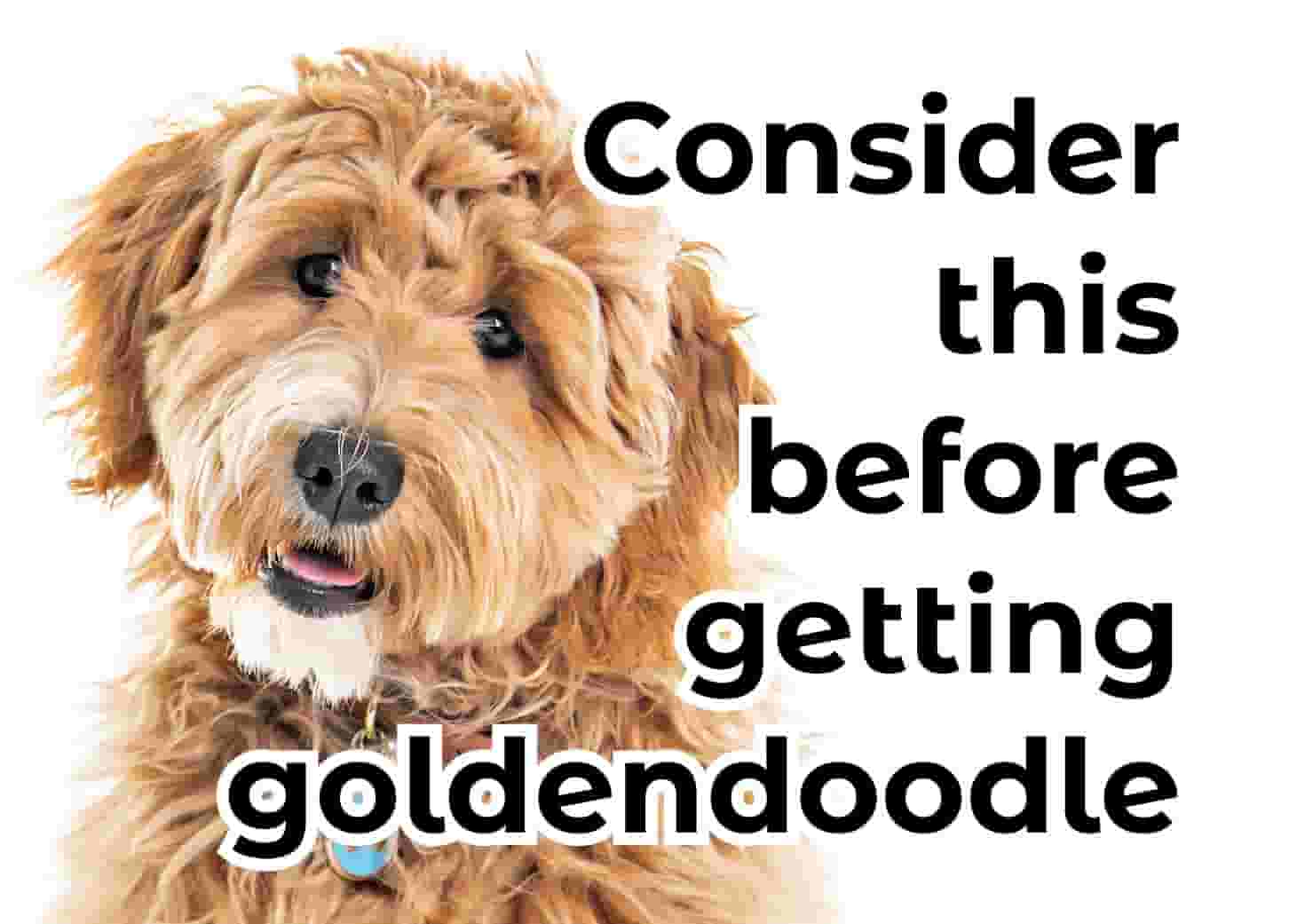 9 things to know before getting a Goldendoodle