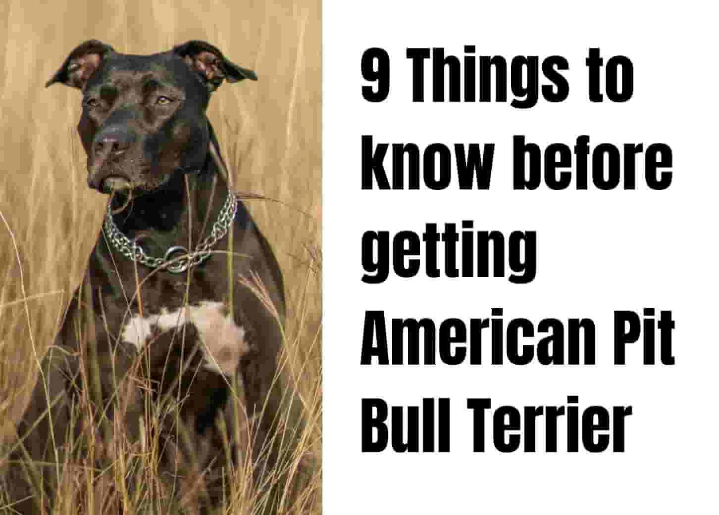 9 things to know before adopting a Pit Bull