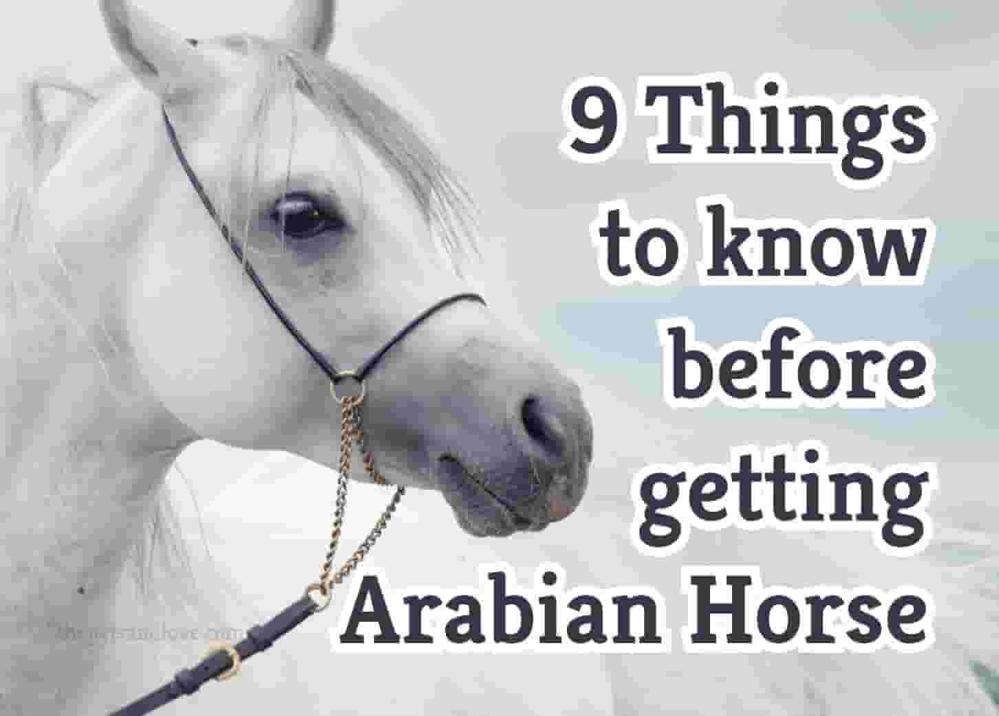 What You Should Know Before Buying an Arabian Horse