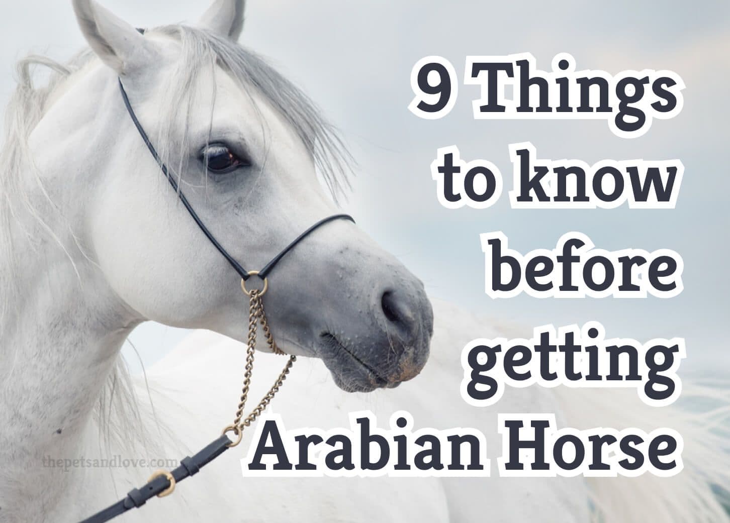 What You Should Know Before Buying an Arabian Horse