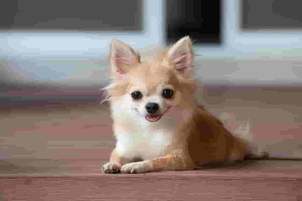 9 things to know before getting a Chihuahua