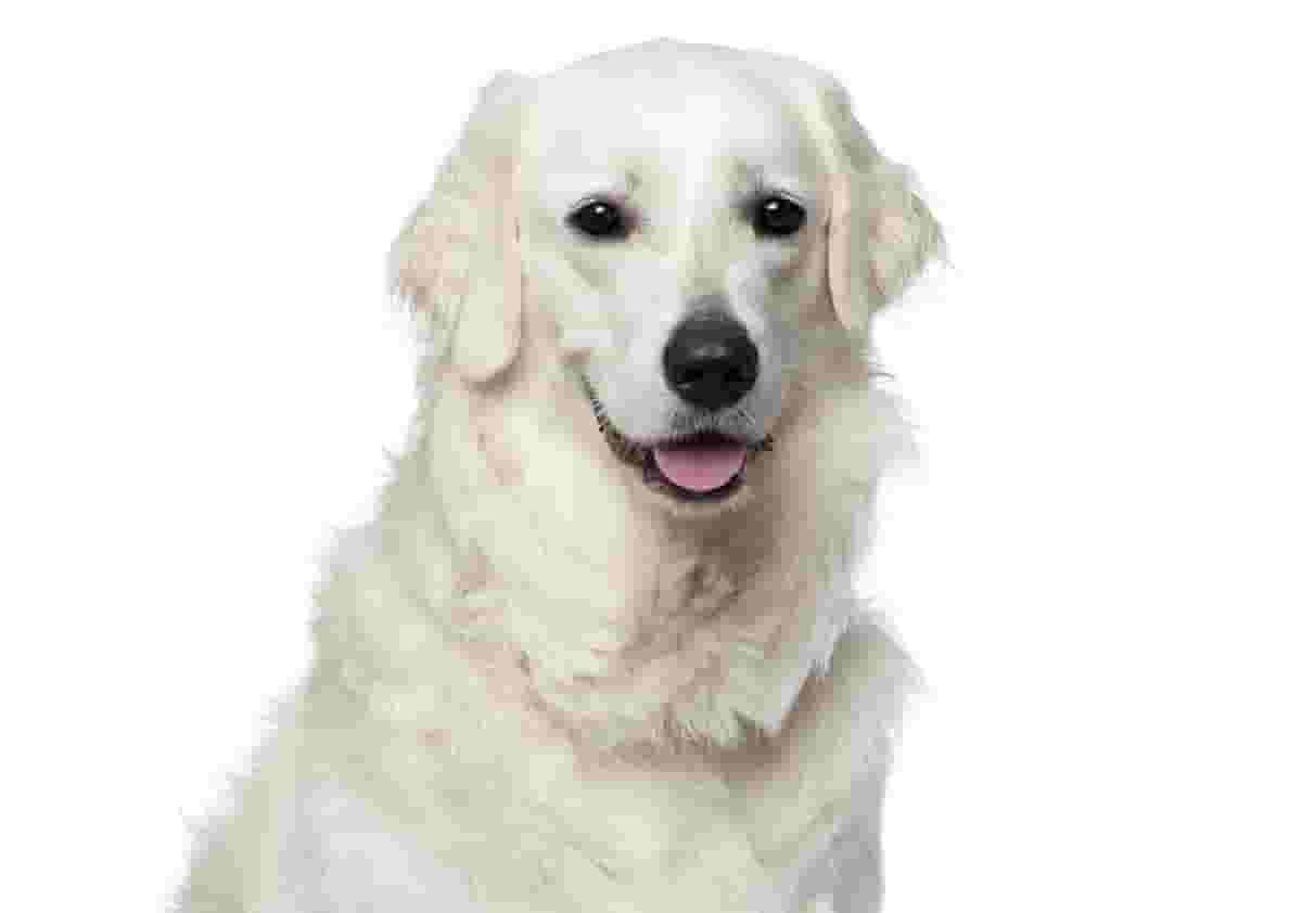9 Things to Know Before Owning a Kuvasz