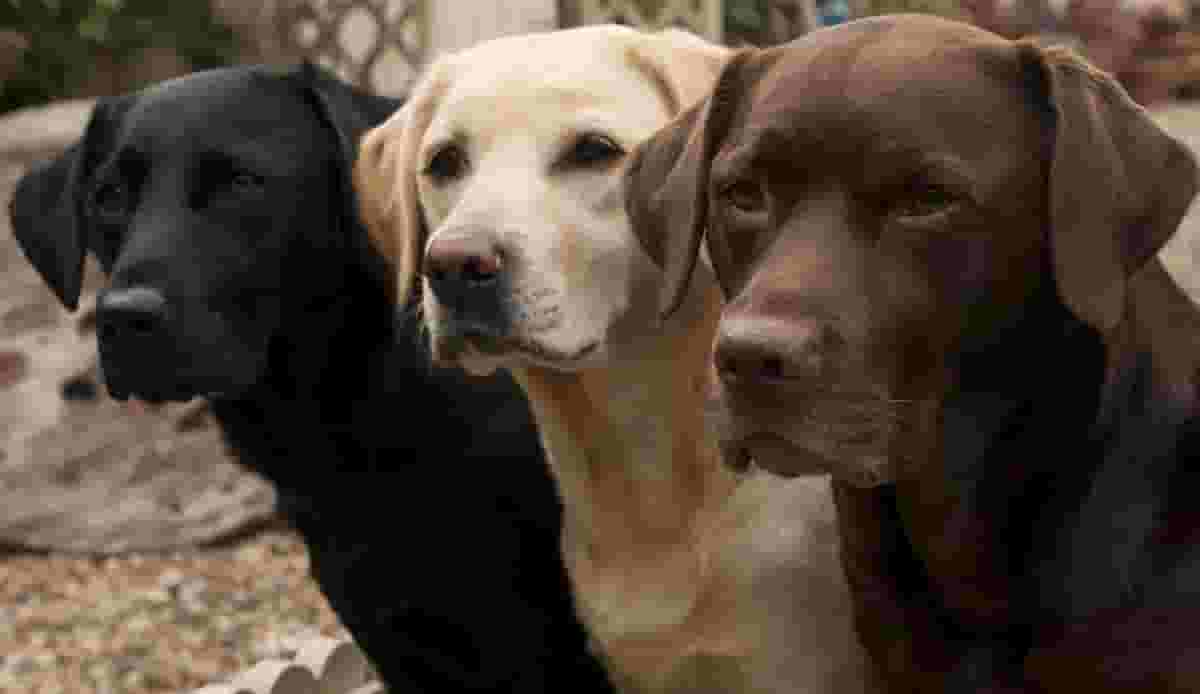 What You Should Know Before Getting a Labrador Retriever