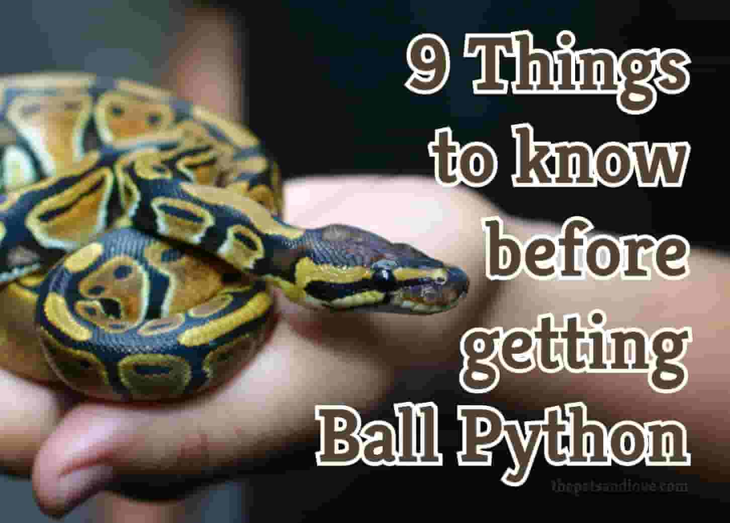 9 Things to Know Before Getting a Ball Python