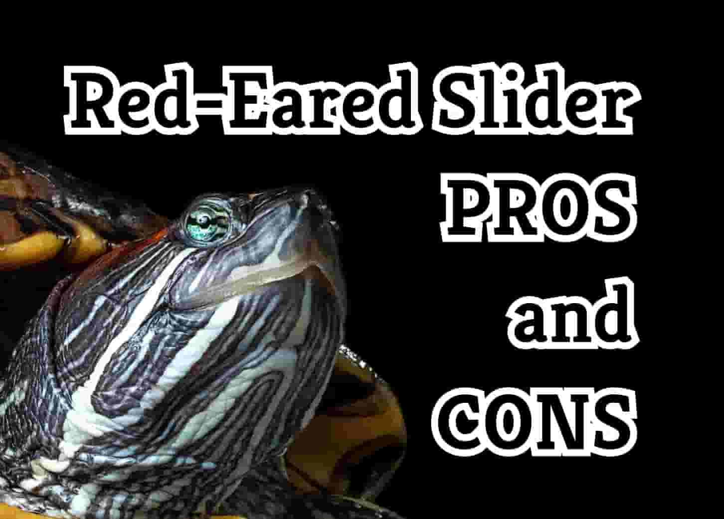 9 Things to Know Before Getting a Red-Eared Slider Turtle