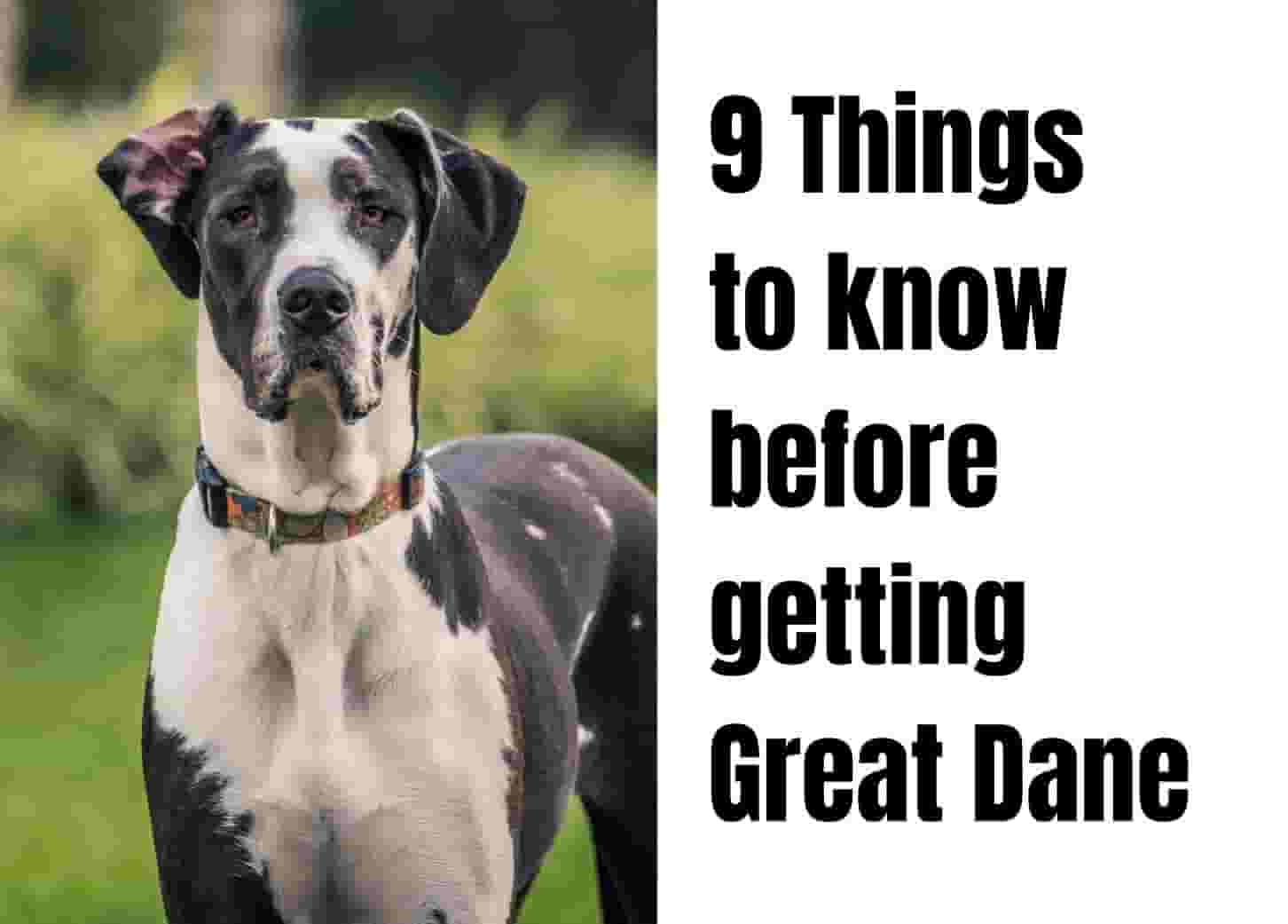 Essential Facts About Great Danes You Should Know