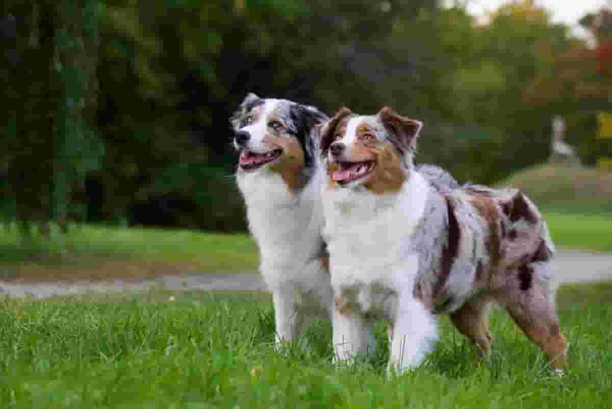 Is an Australian Shepherd Right for Your Family?