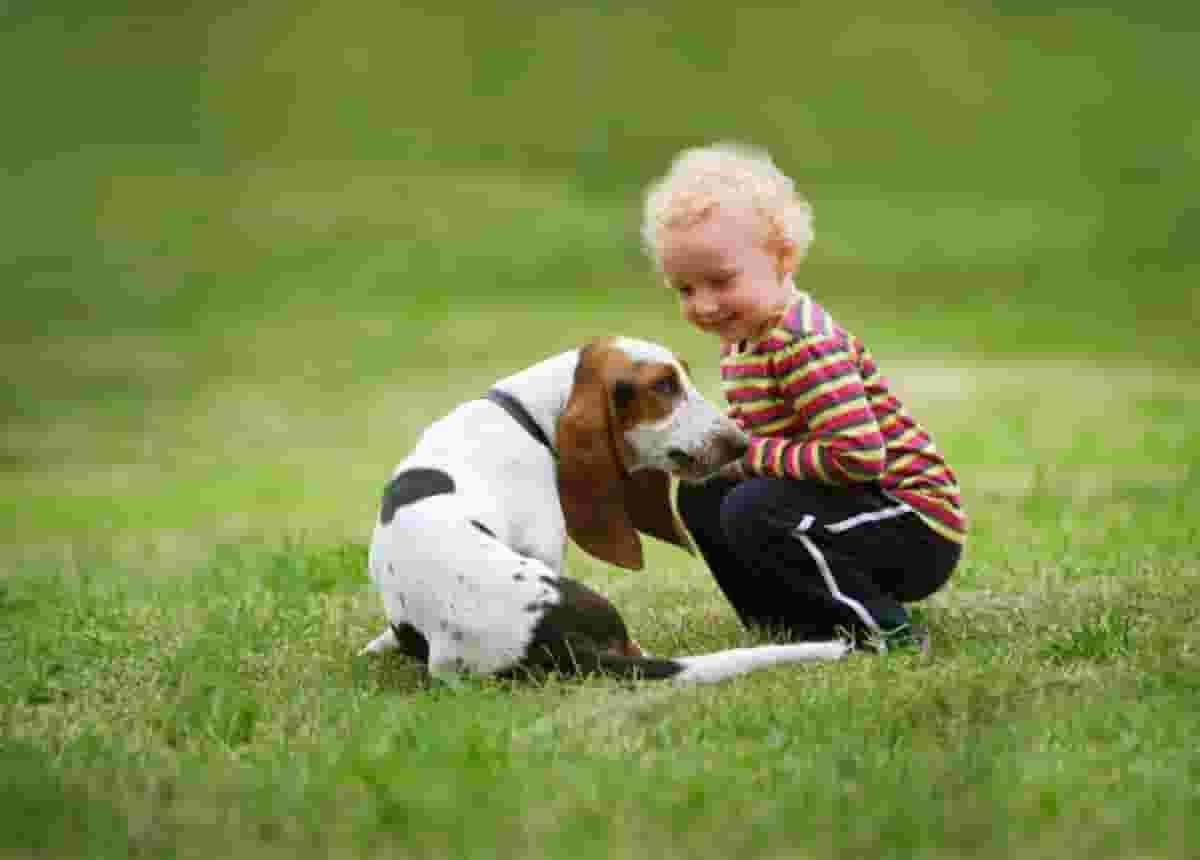 Is a Basset Hound Right for Your Family?
