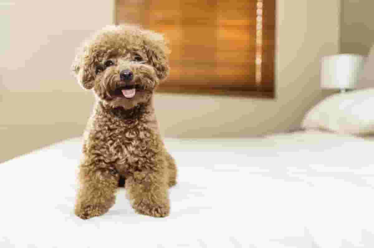 Are Labradoodles Truly Hypoallergenic? Find Out!