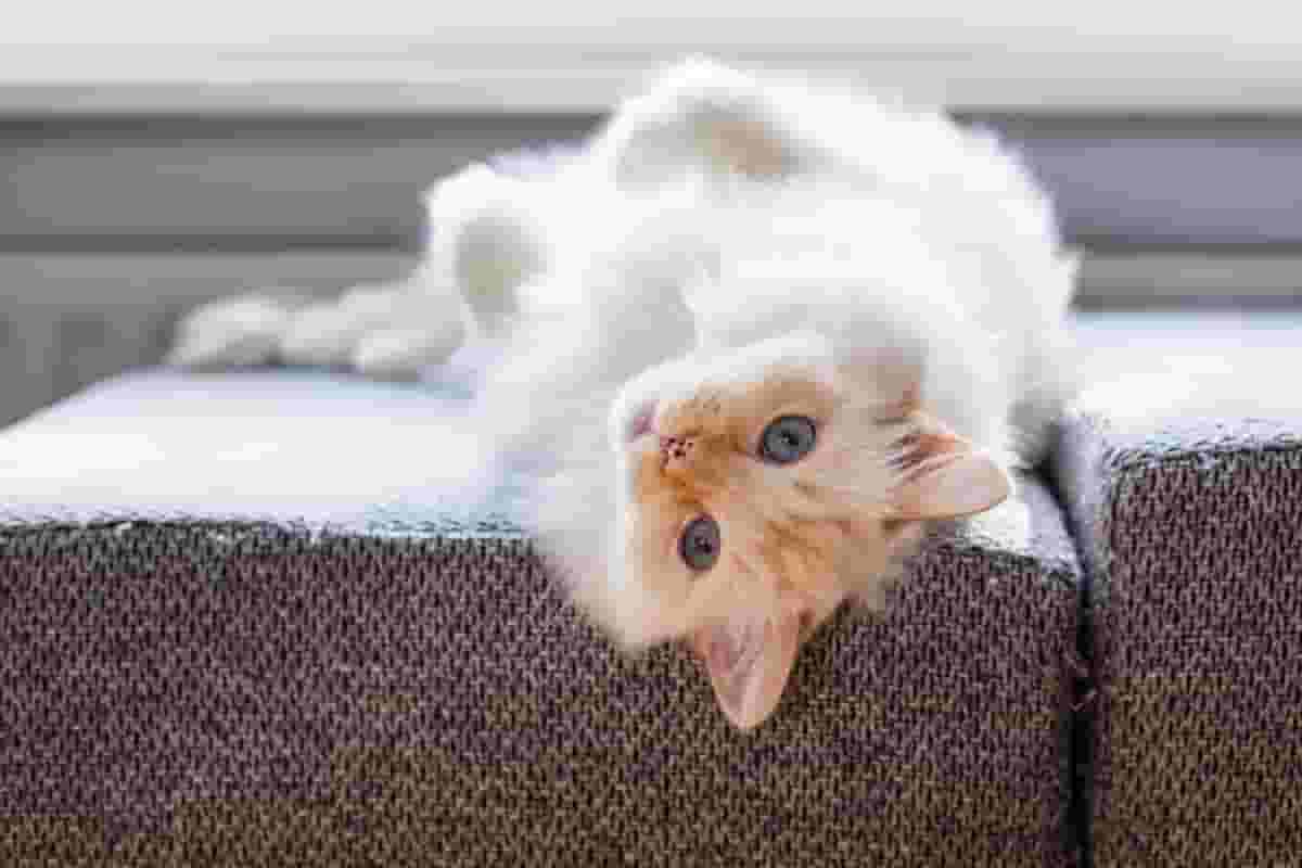 5 Tips for Managing Allergies with a Ragdoll Cat