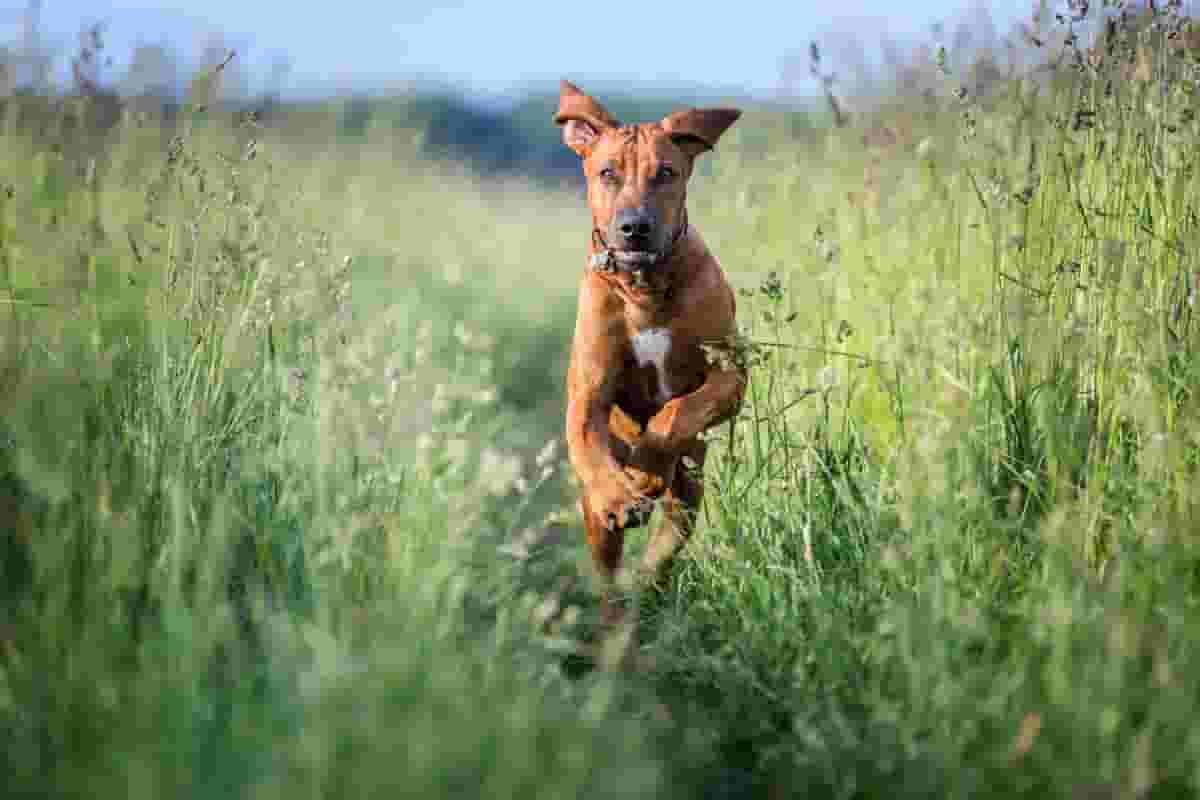 Is the Rhodesian Ridgeback a Healthy Dog Breed?
