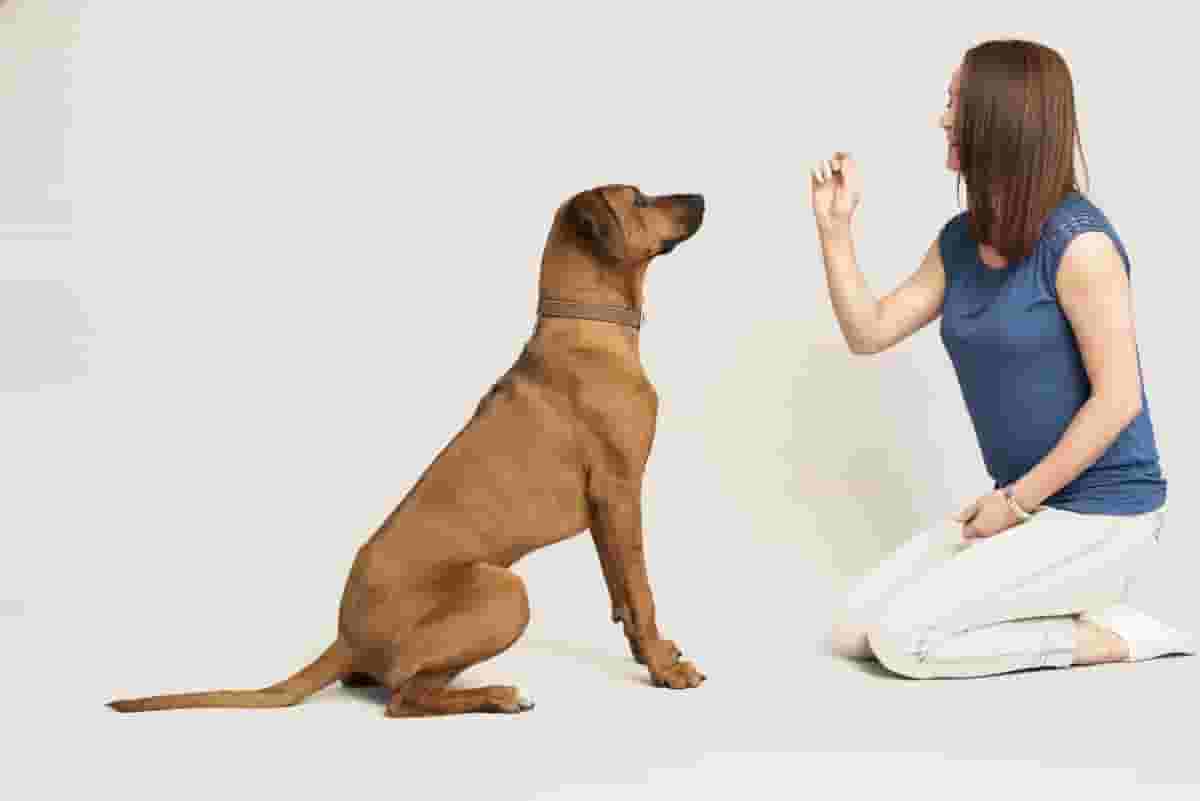 Easy Training for Rhodesian Ridgebacks: 8 Successful Tips