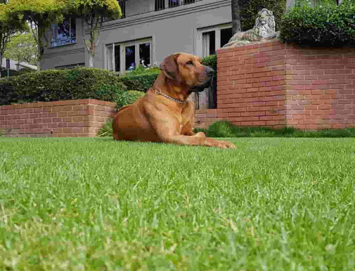 5 Reasons Ridgebacks Are Top Guard Dogs