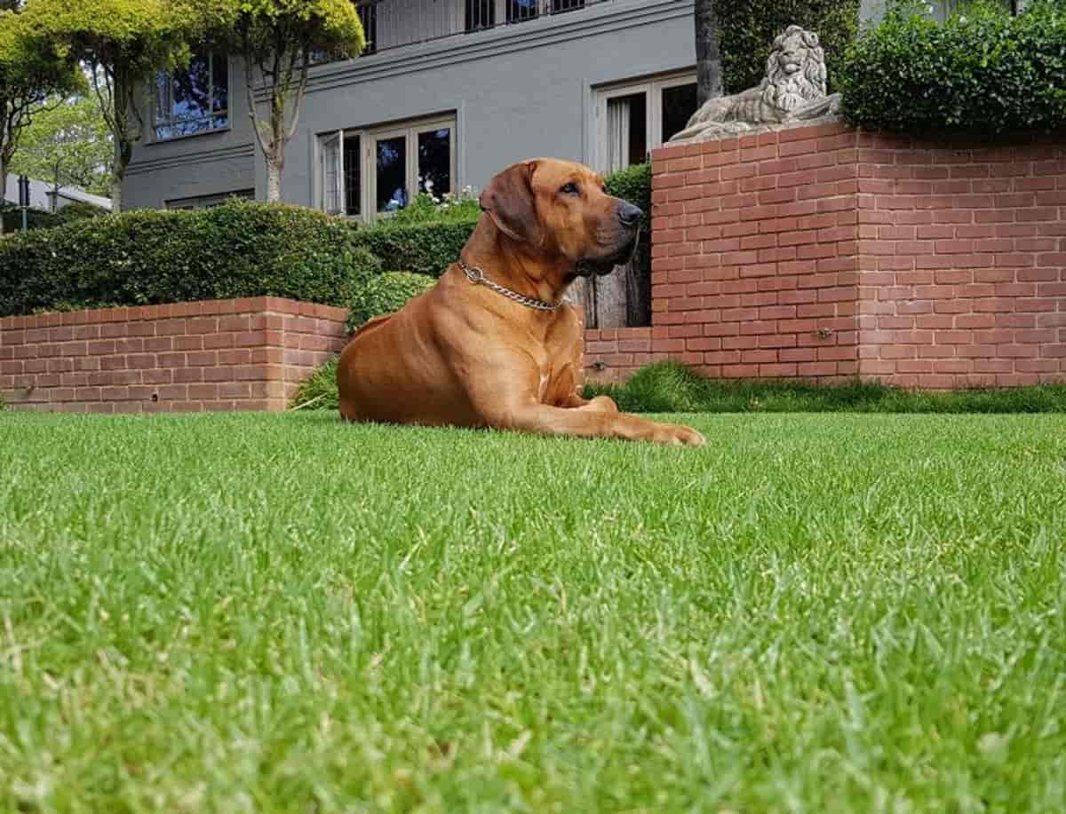 5 Reasons Ridgebacks Are Top Guard Dogs