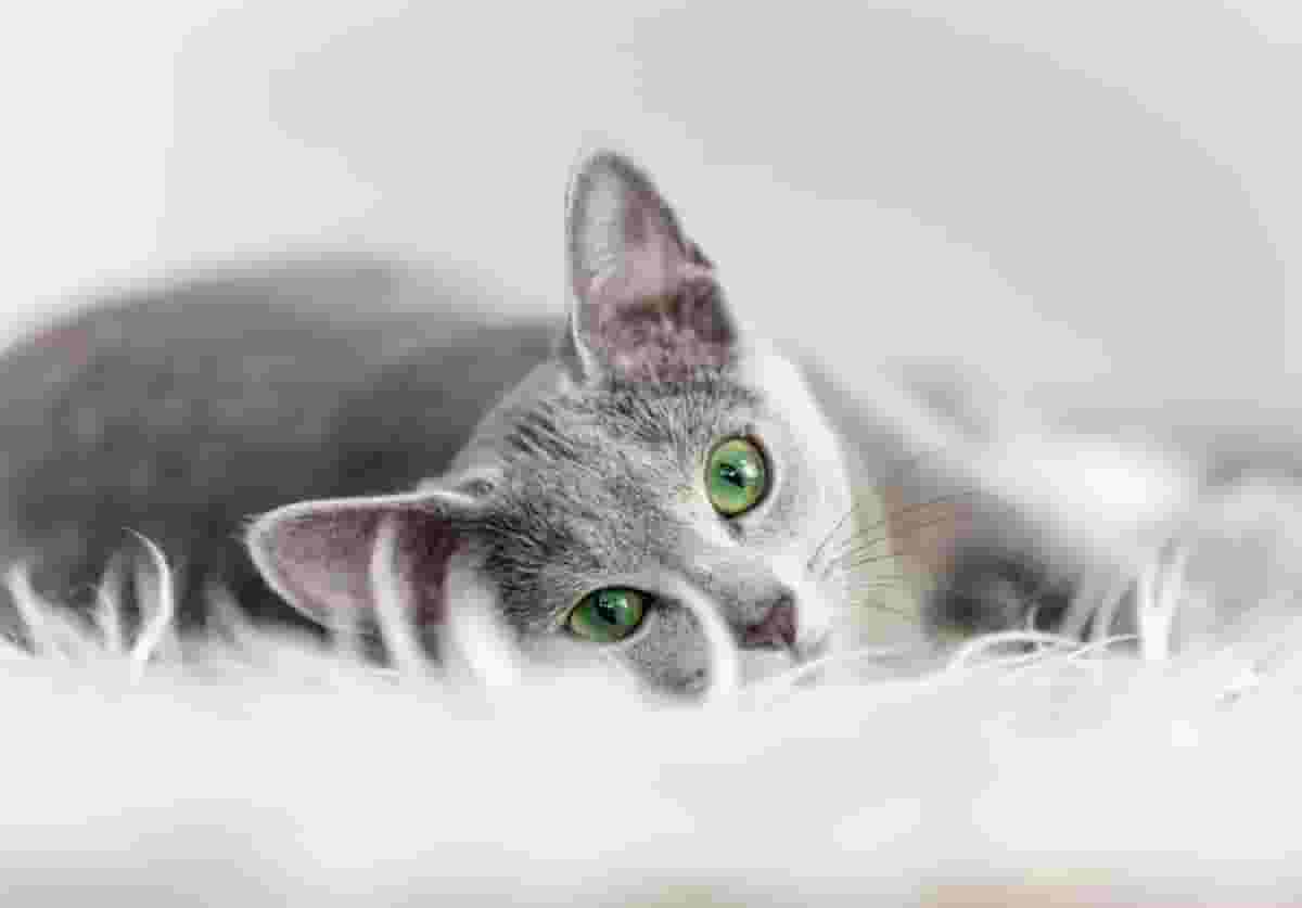 Is the Russian Blue Cat Hypoallergenic? Advice for Allergy-Suffering Families