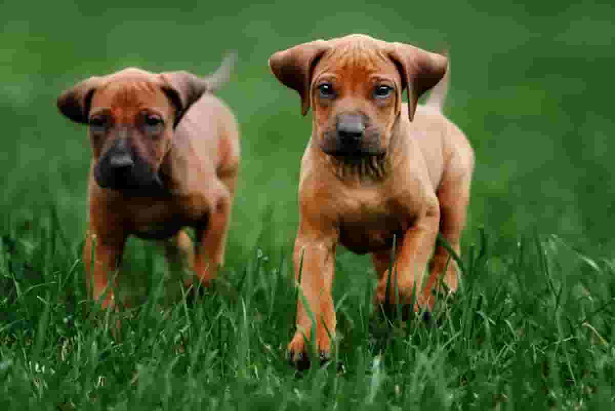 10 Must-Knows About Rhodesian Ridgebacks