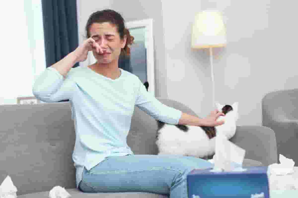 8 cat breeds for allergy sufferers to consider