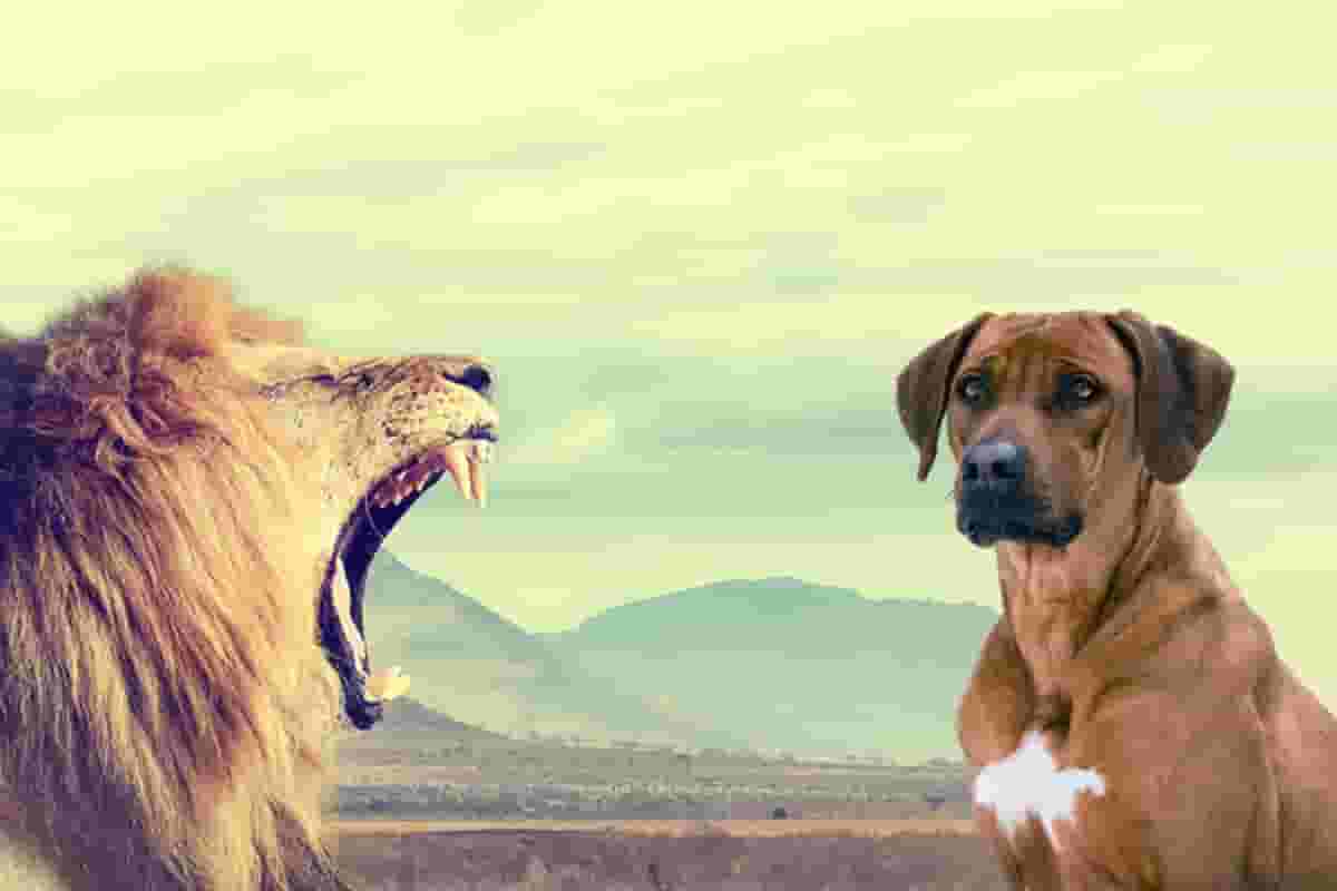 5 myths debunked about Rhodesian Ridgebacks and lions