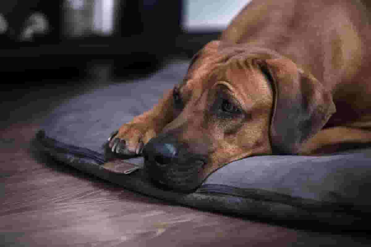 Is It Okay to Leave a Rhodesian Ridgeback Alone?