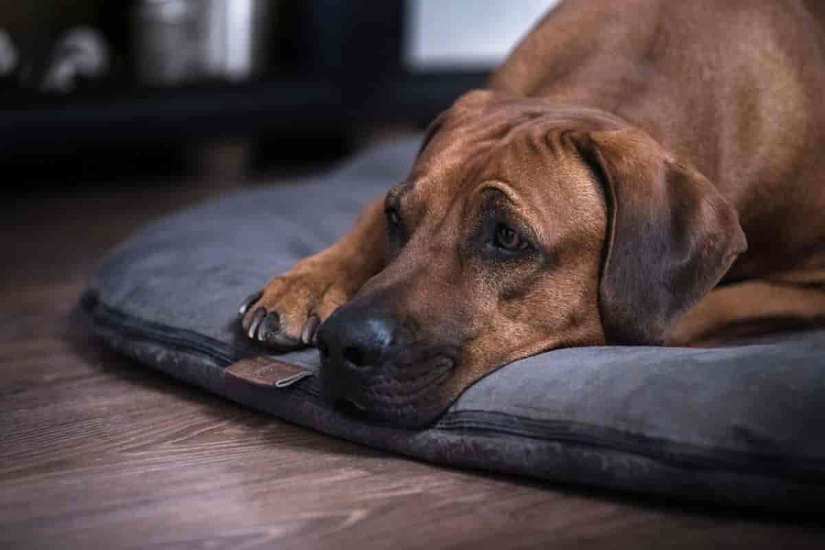 Is It Okay to Leave a Rhodesian Ridgeback Alone?