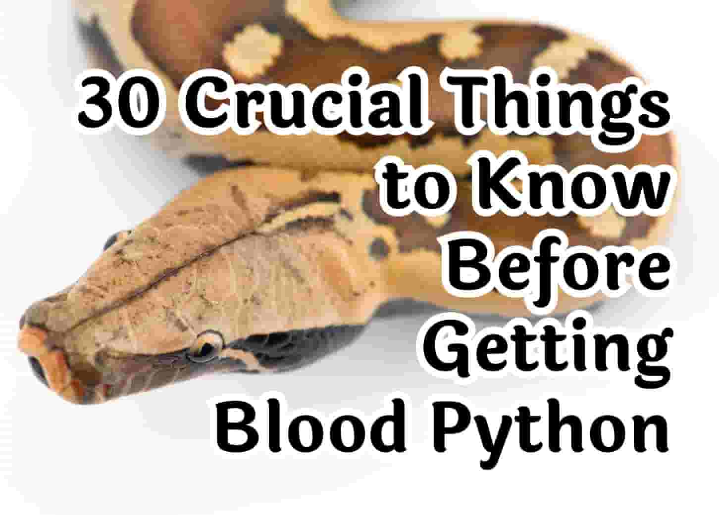 30 things to know before owning a blood python
