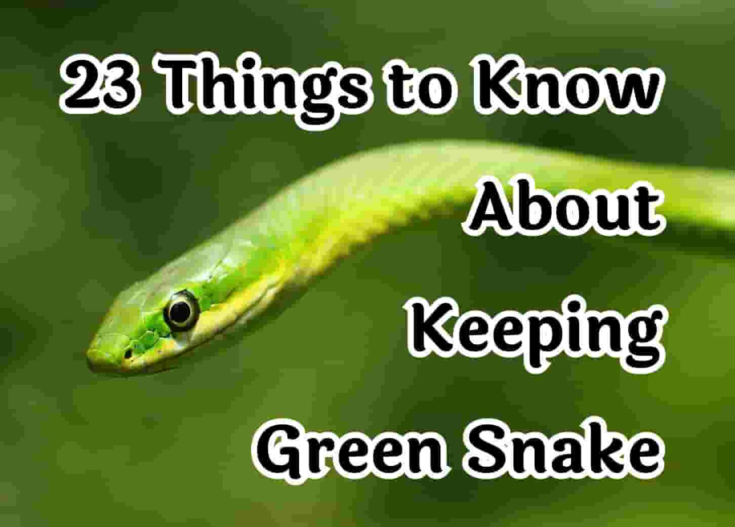 Essential Facts About the Green Snake