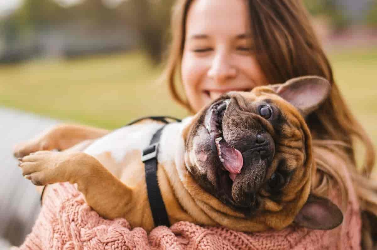Do Bulldogs Shed Hair? Understanding Your Pet's Shedding