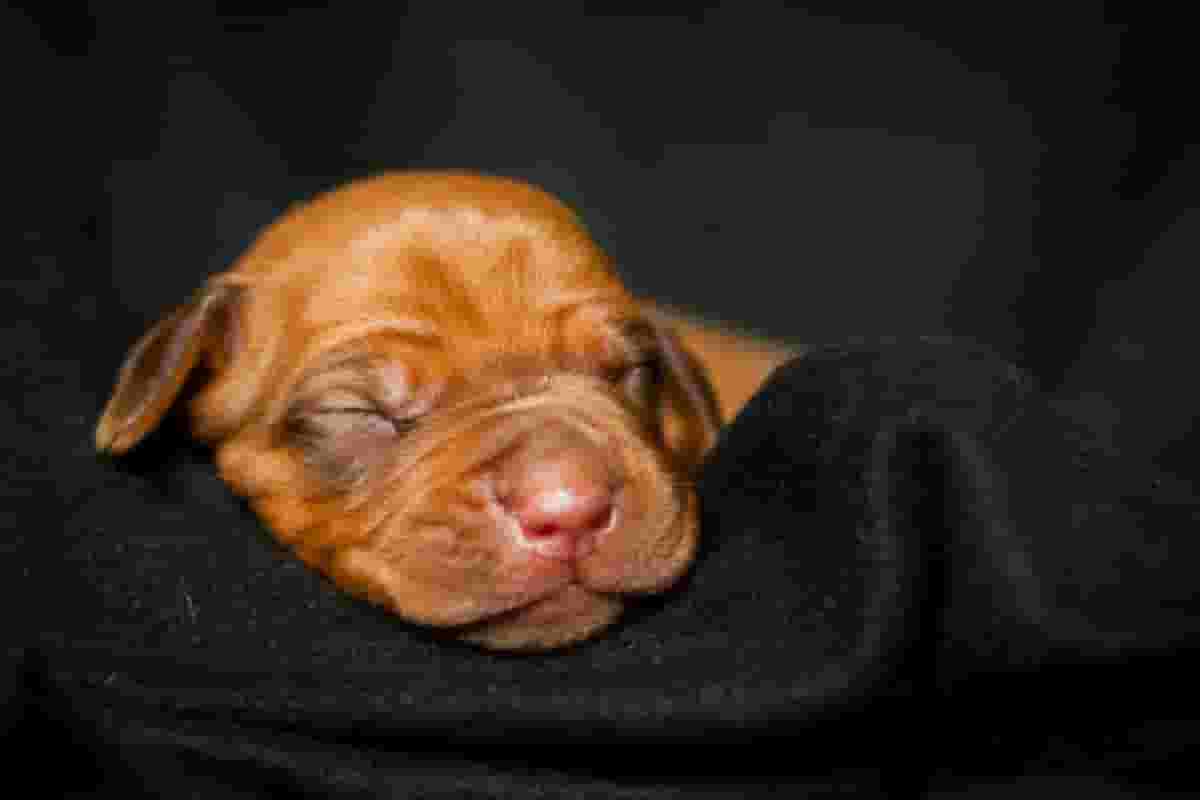 5 essentials to raise a healthy Rhodesian Ridgeback puppy
